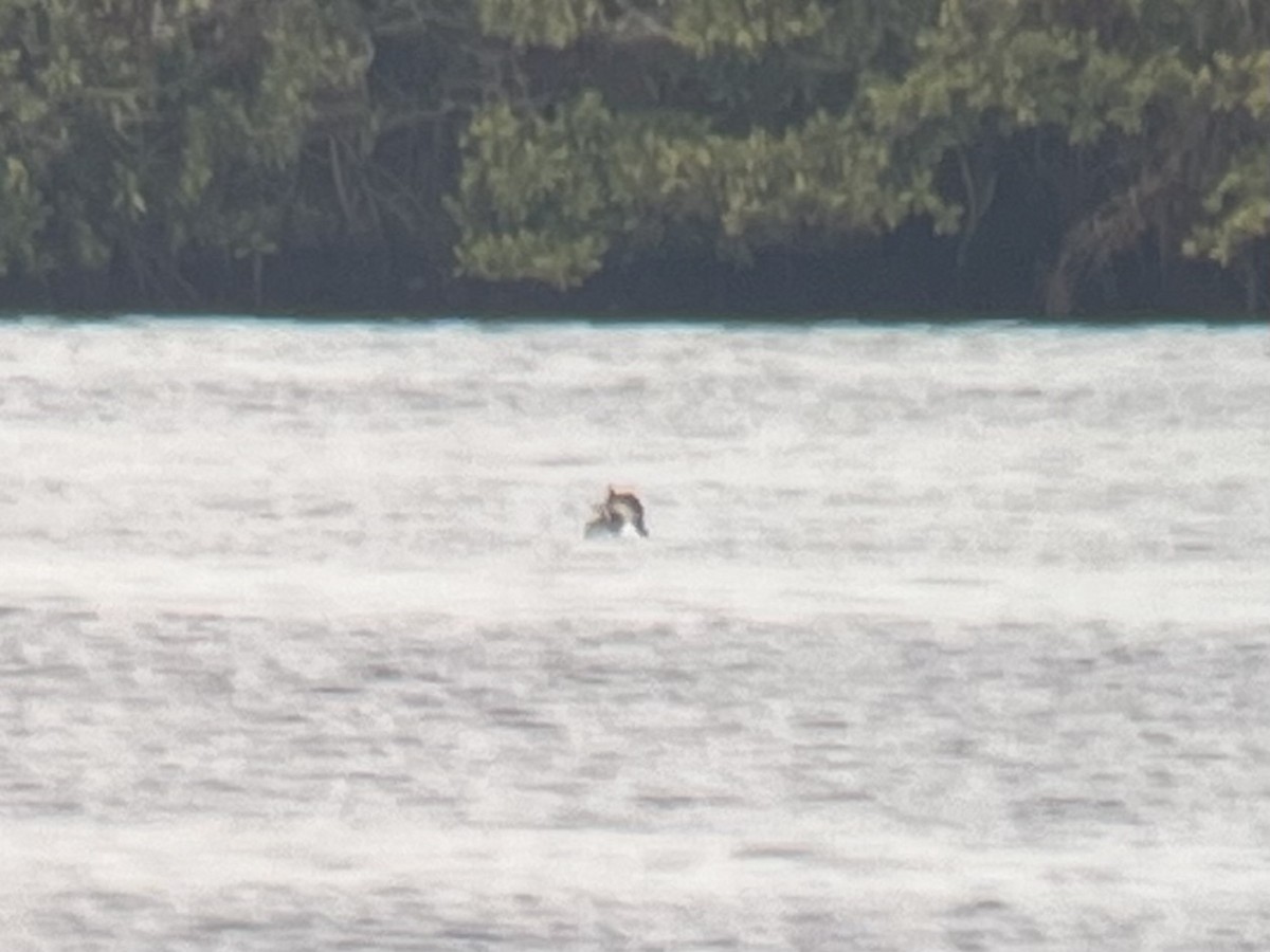 צוללן בלתי-מזוהה - ML648296847