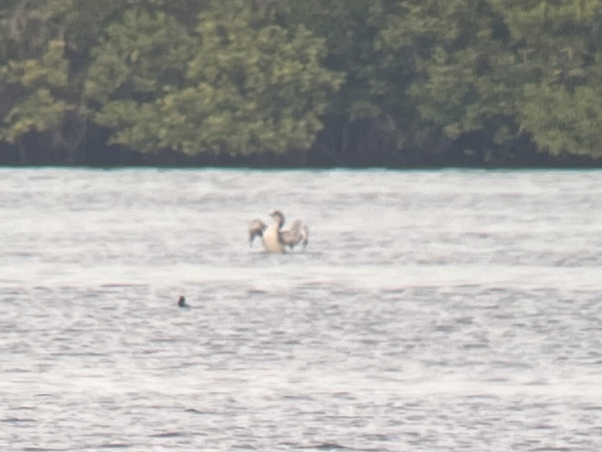 צוללן בלתי-מזוהה - ML648296848