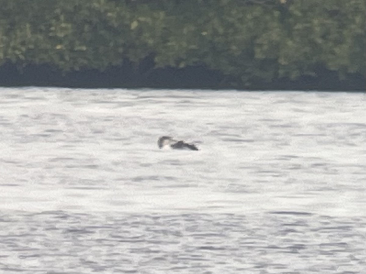 צוללן בלתי-מזוהה - ML648296849