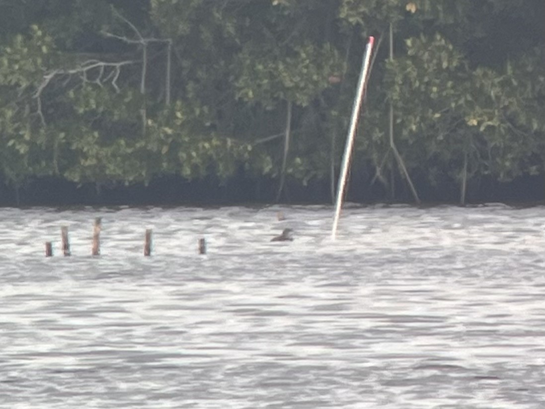 צוללן בלתי-מזוהה - ML648296850