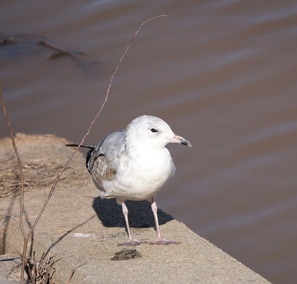 Goéland à bec cerclé - ML648297303
