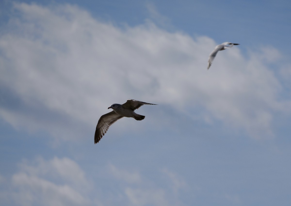 Goéland à bec cerclé - ML648297305