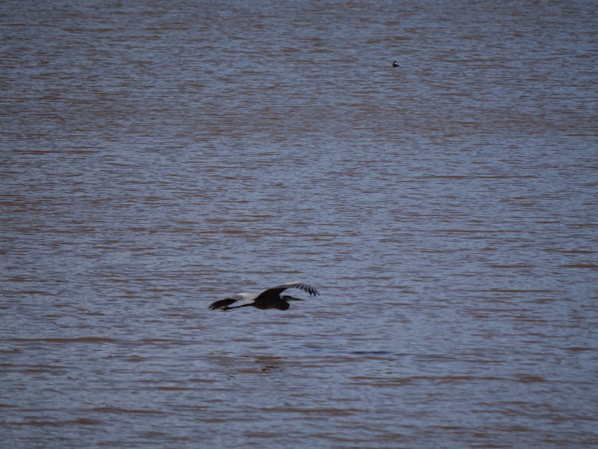 Grand Héron - ML648297335