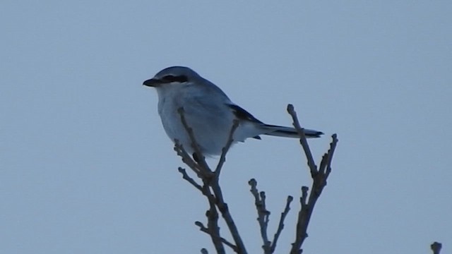 Alcaudón Boreal - ML648297348