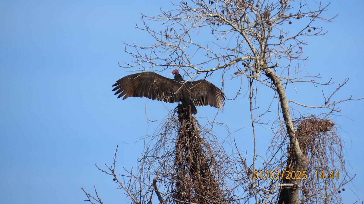 eBird Checklist - 2 Jan 2026 - Stono River Stable - 39 species