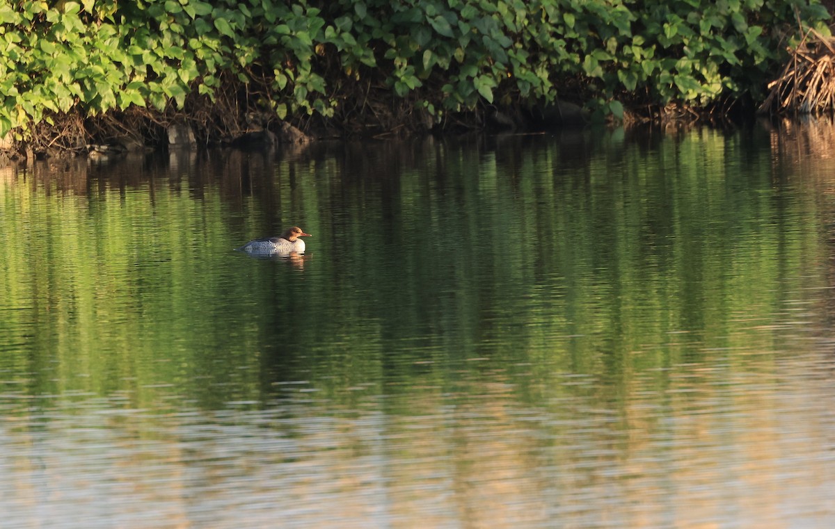 Scaly-sided Merganser - ML648297497