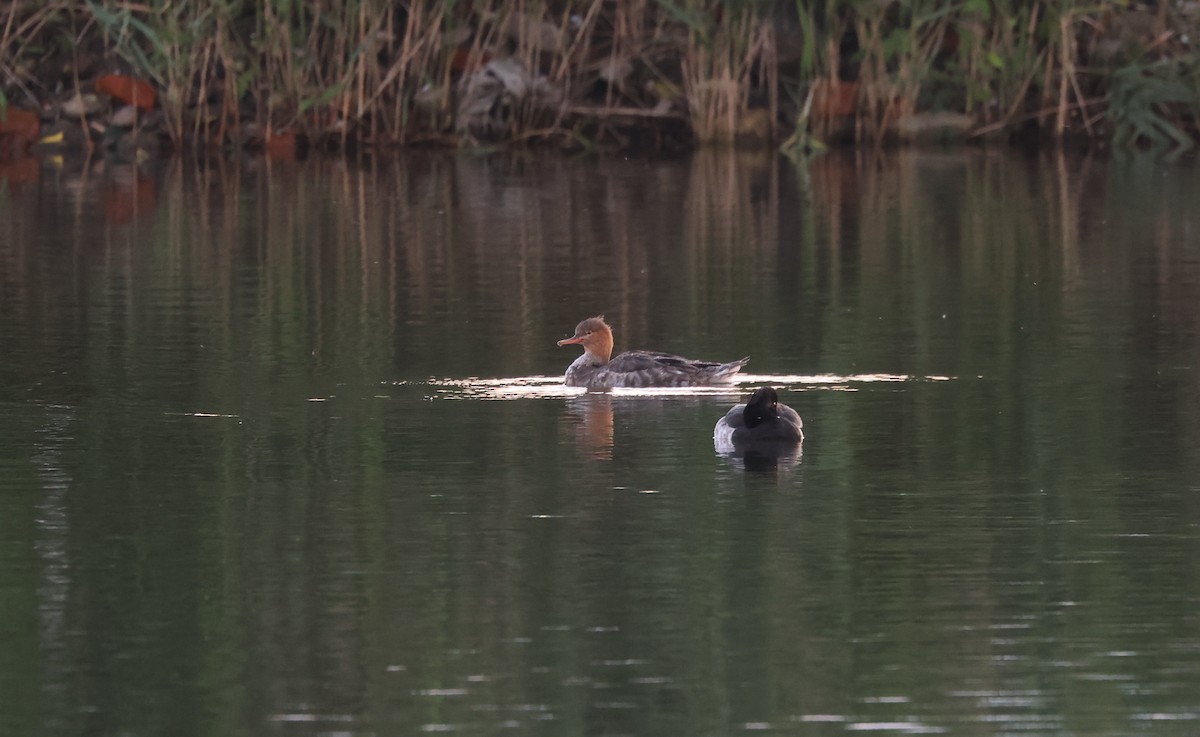 Red-breasted Merganser - ML648297522