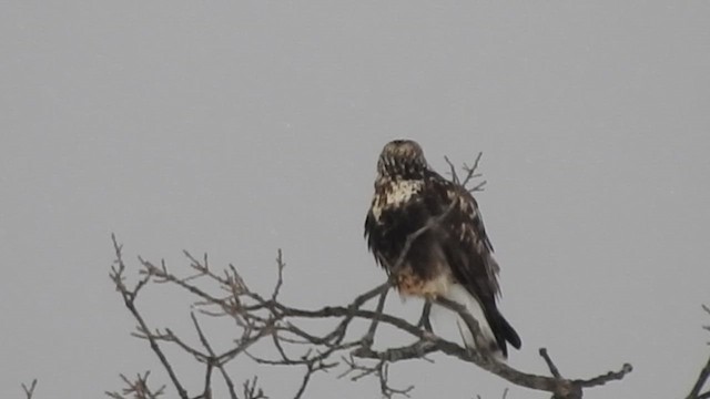 Busardo Calzado - ML648297524