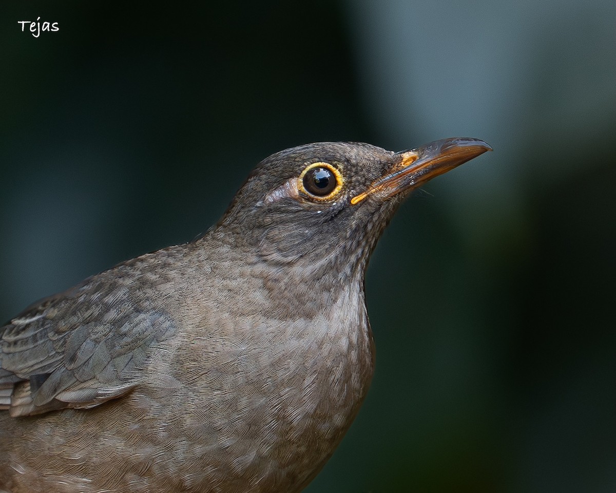 ML648297594 - Indian Blackbird - Macaulay Library