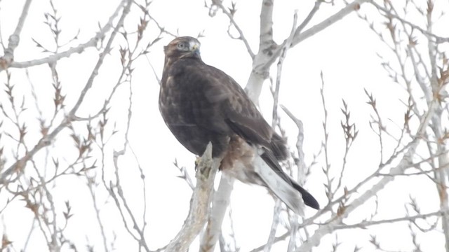 Busardo Calzado - ML648297697