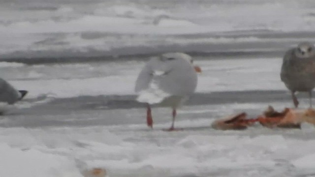 Gavión Hiperbóreo - ML648298311