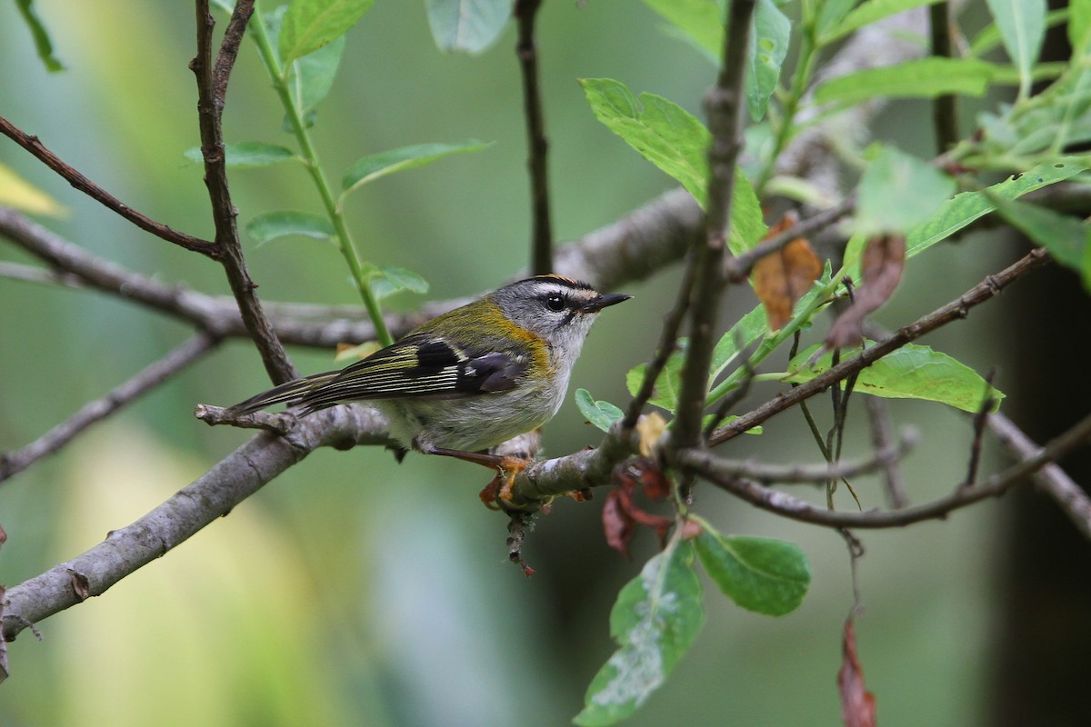 Madeira Firecrest - ML64829921