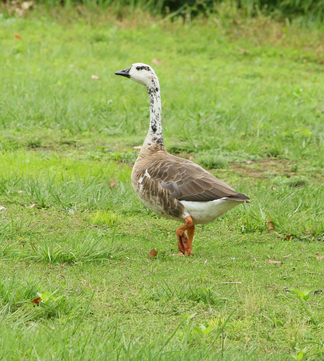 Graylag x Canada Goose (hybrid) - Kaleb Kroeker