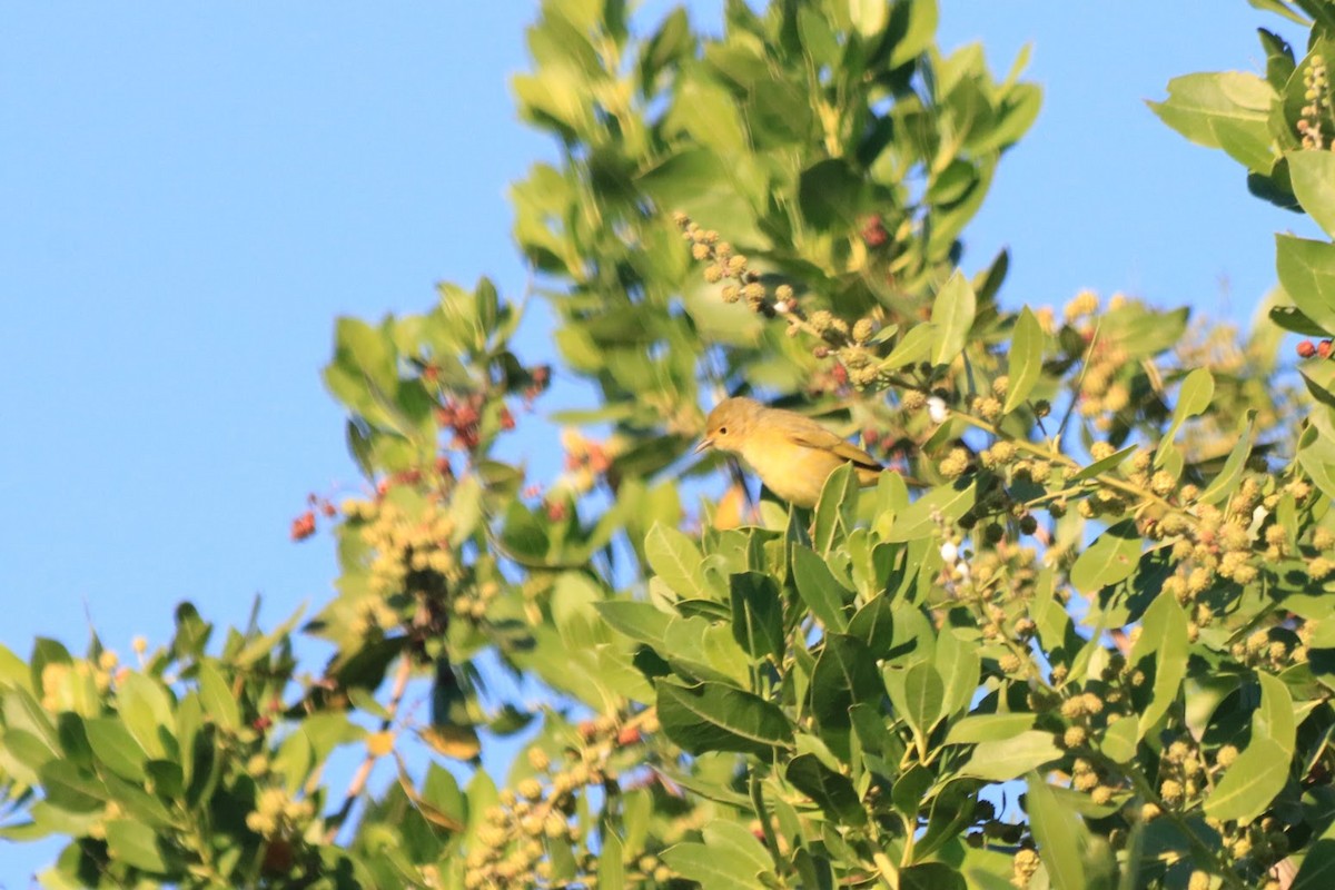 Sarı/Mangrov Sarı Ötleğeni - ML648299786