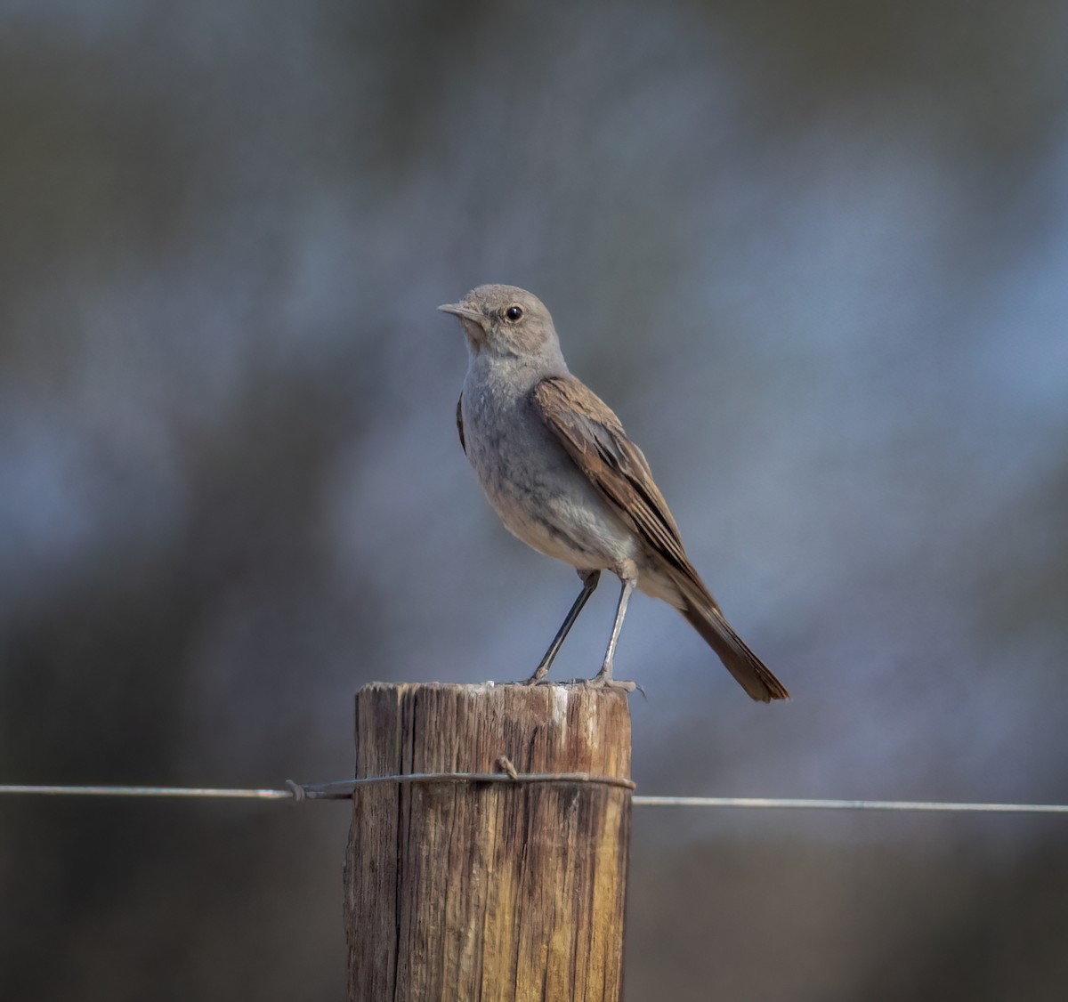 Karoo Chat - ML648300096