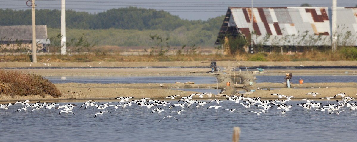 Чоботар синьоногий - ML648300351