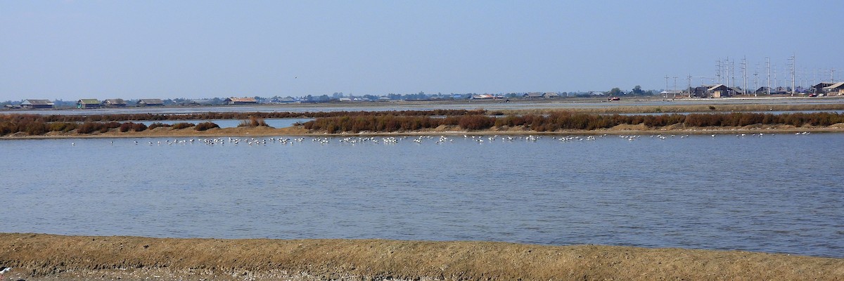 Чоботар синьоногий - ML648300353