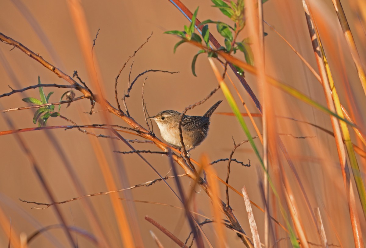 Sedge Wren - ML648300475