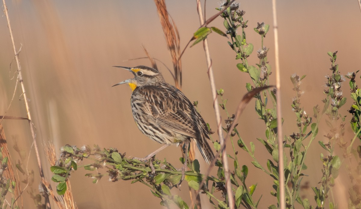 Eastern Meadowlark - ML648300548