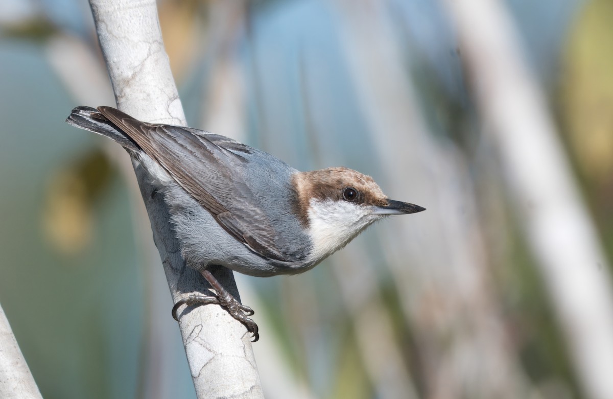 Brown-headed Nuthatch - ML648300605