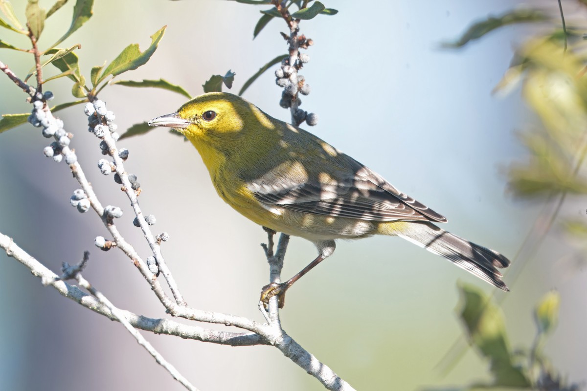 Pine Warbler - ML648300620
