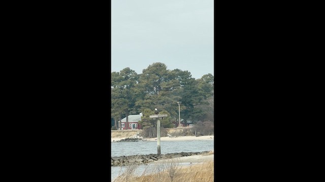 Weißkopf-Seeadler - ML648300790