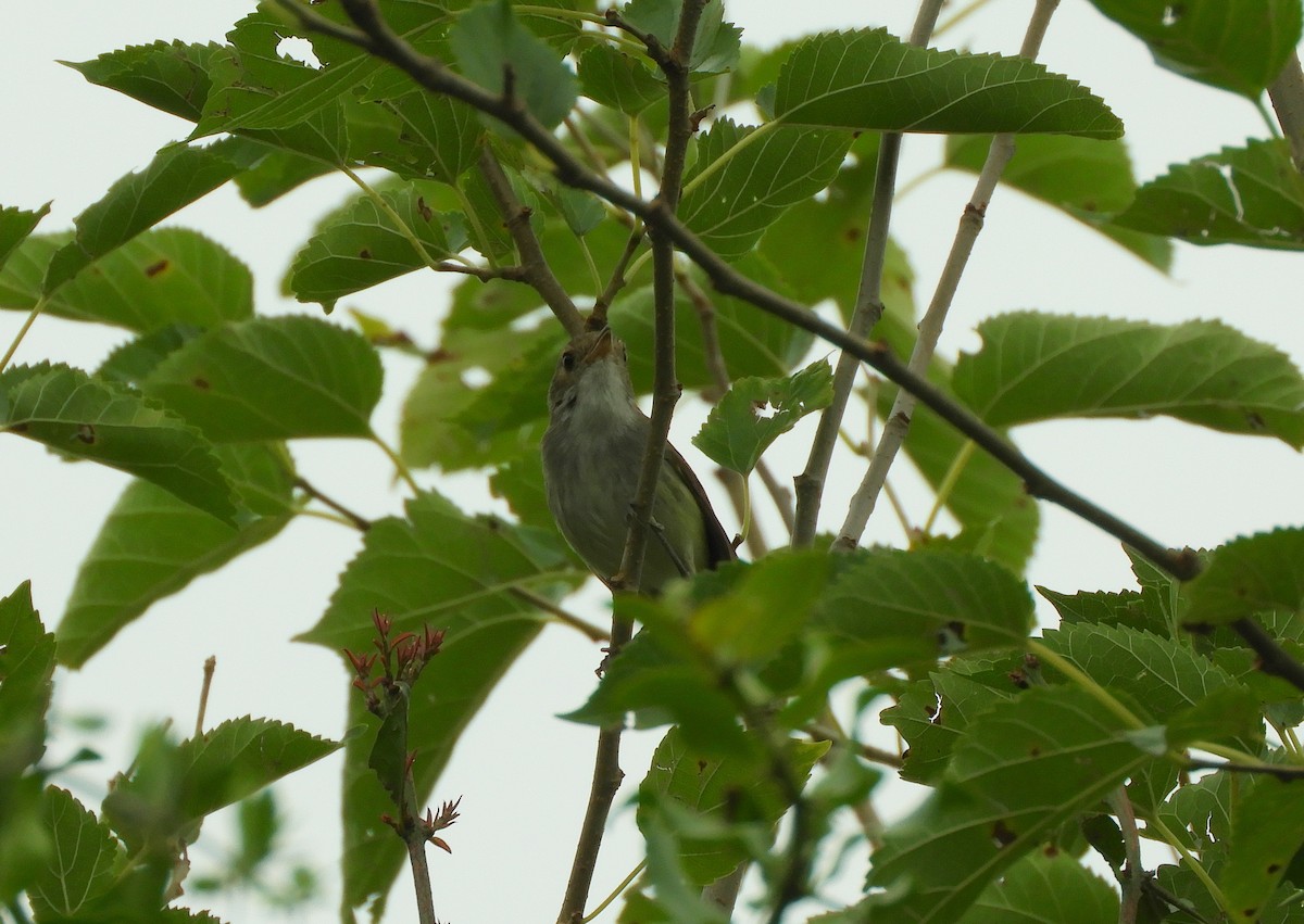 Fulvous-crowned Scrub-Tyrant - ML648301269
