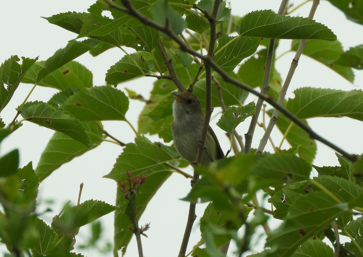 Fulvous-crowned Scrub-Tyrant - ML648301270