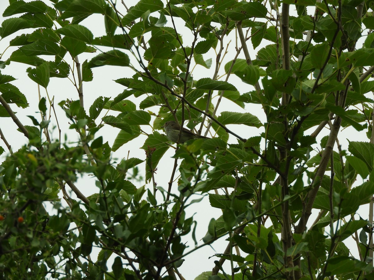 Fulvous-crowned Scrub-Tyrant - ML648301274