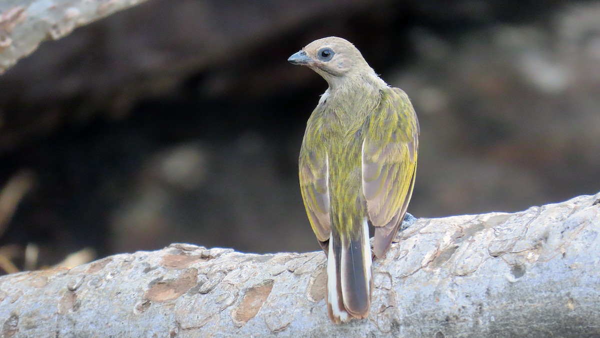 Lesser Honeyguide - ML648302585