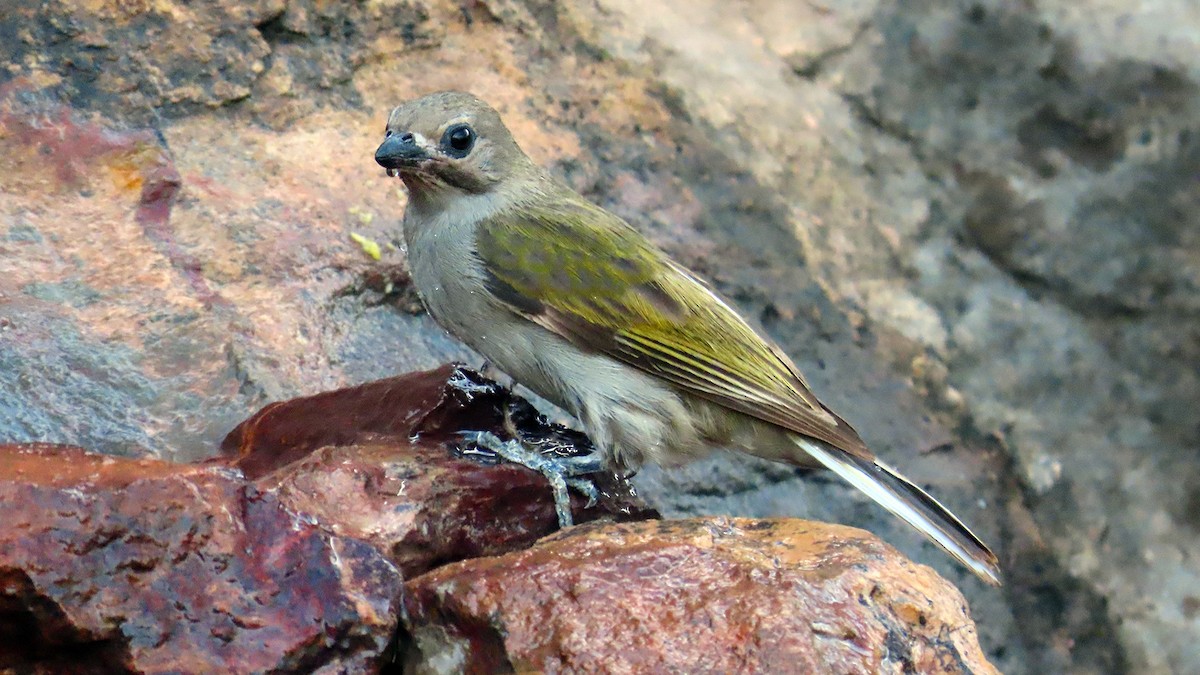 Lesser Honeyguide - ML648302586