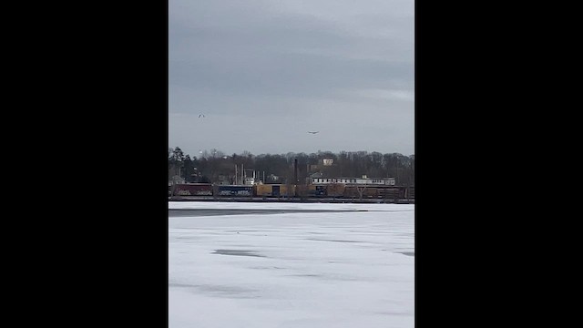 ハクトウワシ - ML648302674