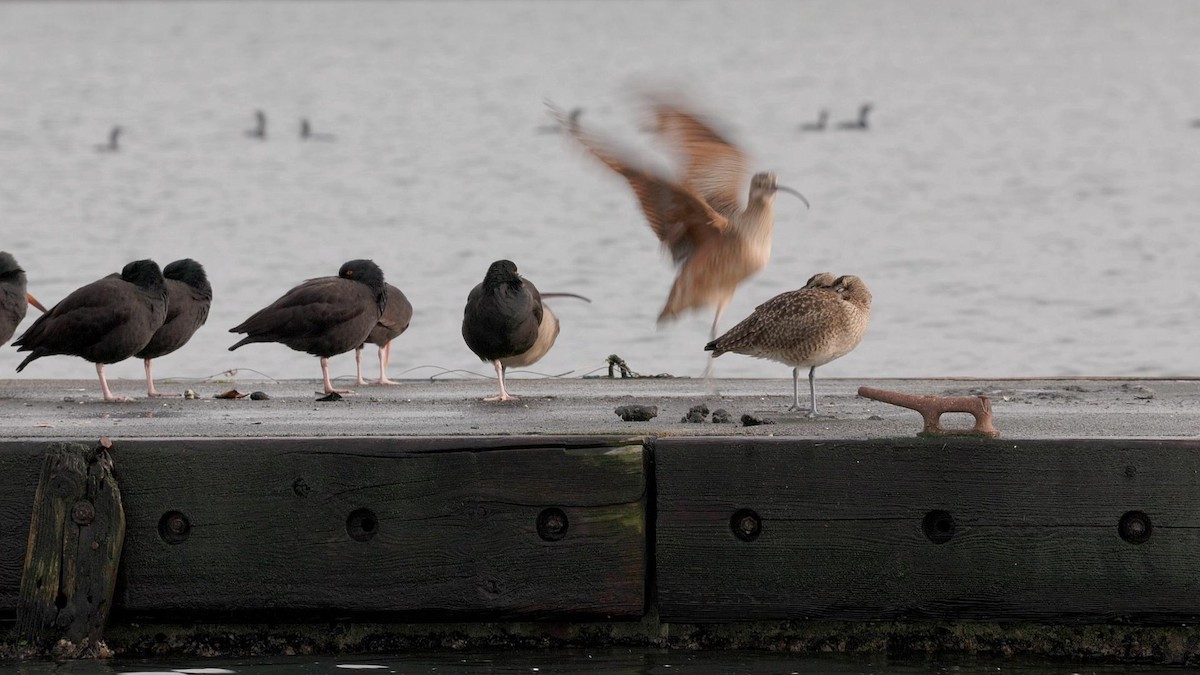 חרמשון ארוך-מקור - ML648302813