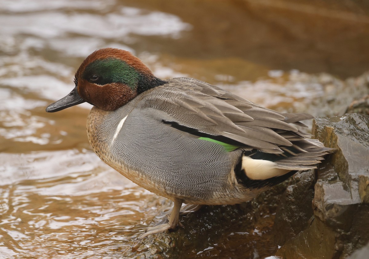Green-winged Teal (American) - ML648303622