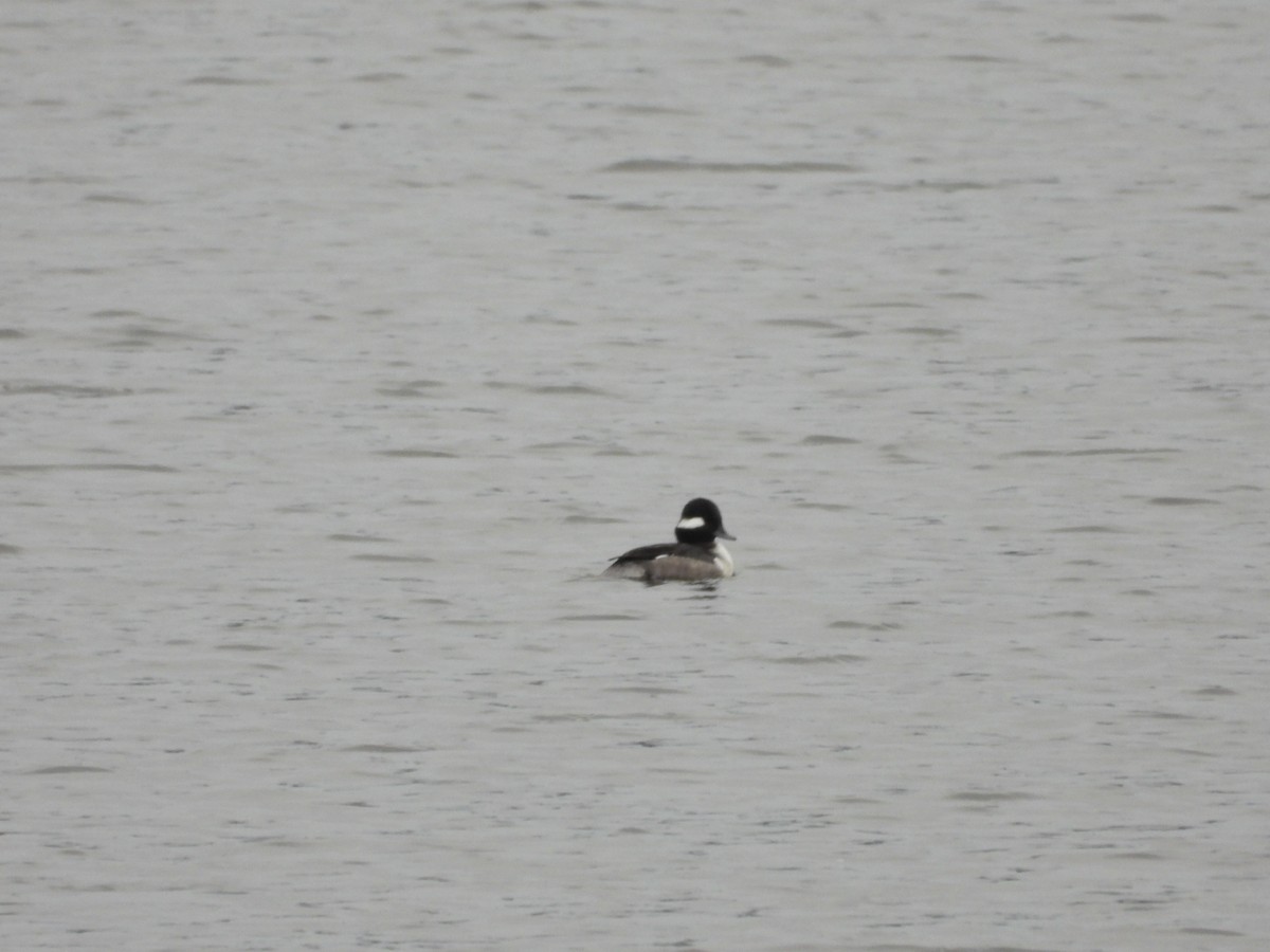 Bufflehead - Rebekah Boan