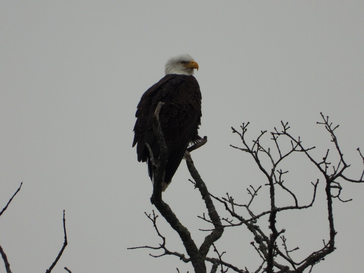 Bald Eagle - ML648303824