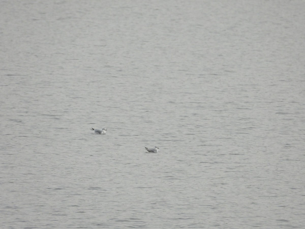 Bonaparte's Gull - ML648303898