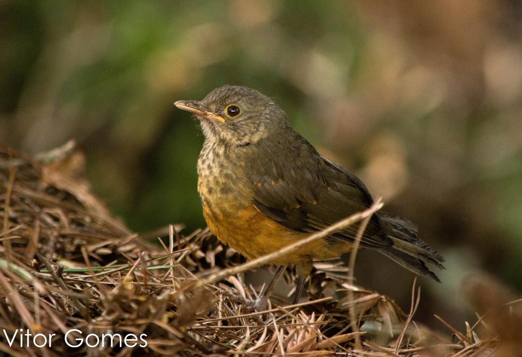 Rufous-bellied Thrush - ML64830401