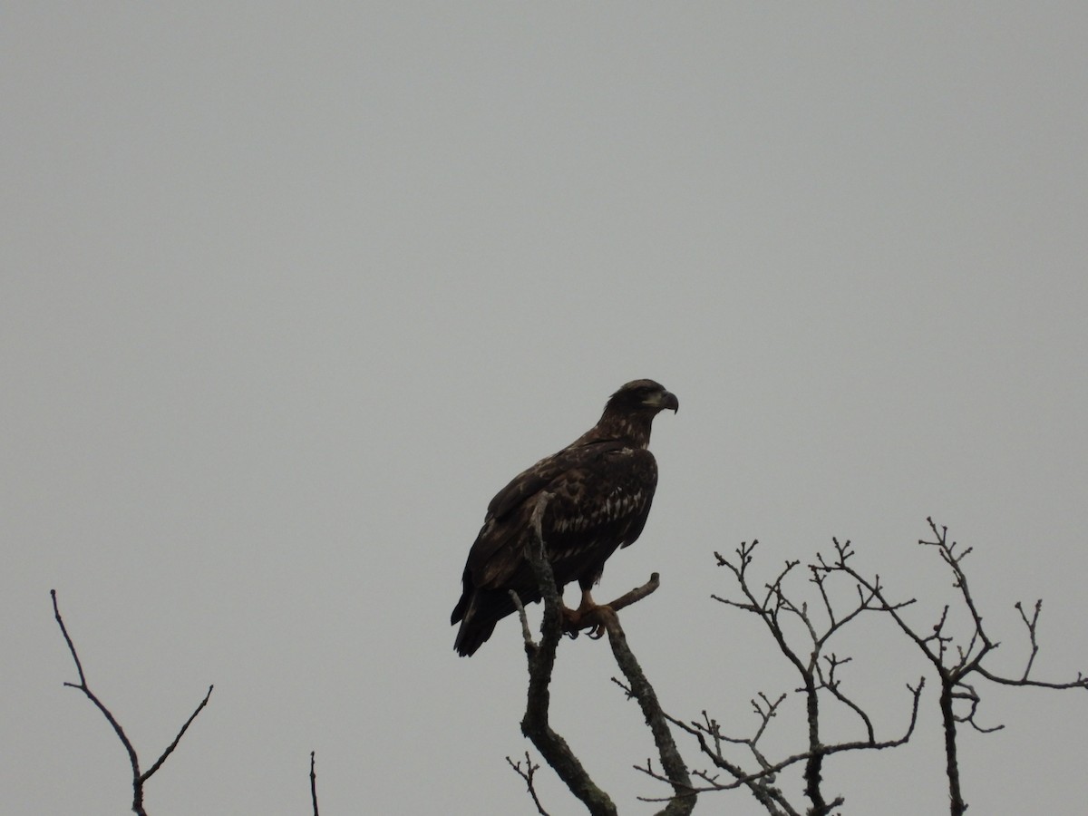 Bald Eagle - ML648304036