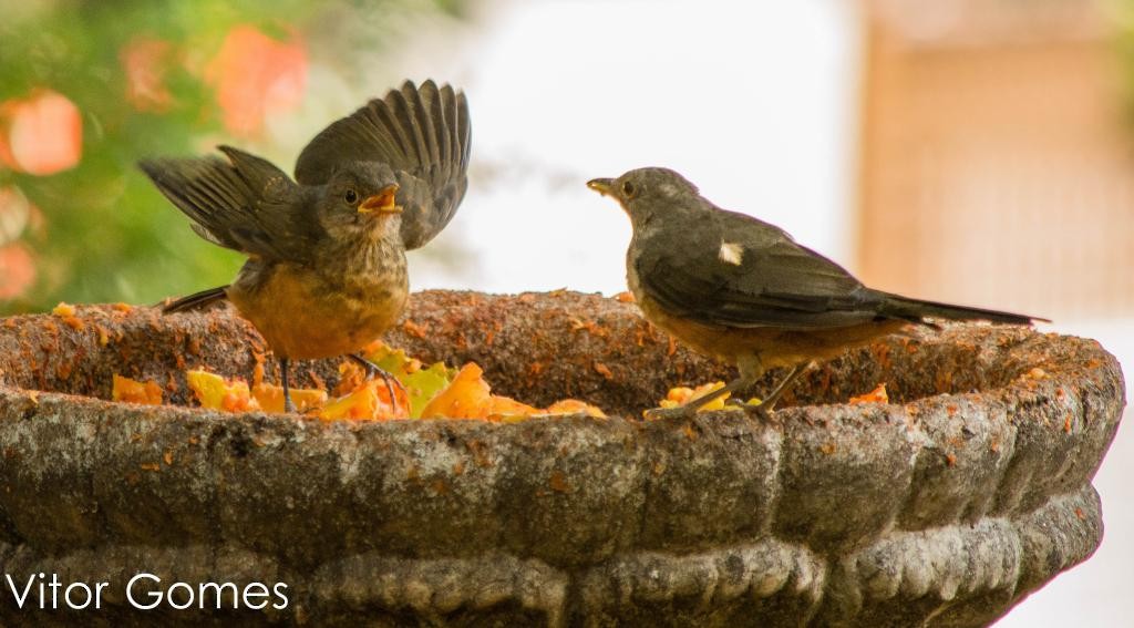 Rufous-bellied Thrush - ML64830411