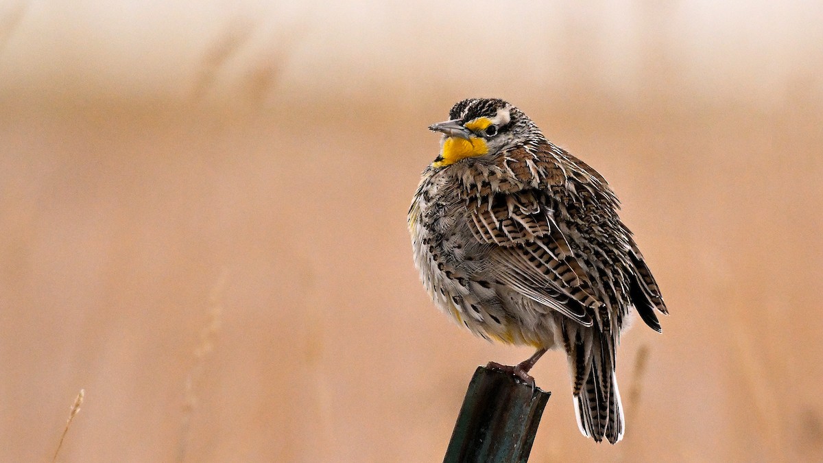 Western Meadowlark - ML648304317