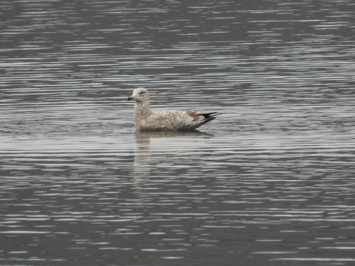 American Herring Gull - ML648304324