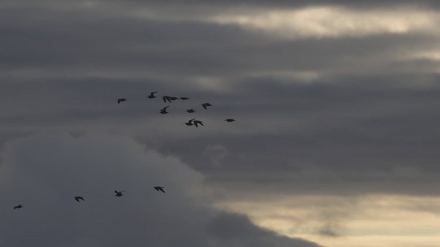 Zarapito Trinador Americano - ML648304790