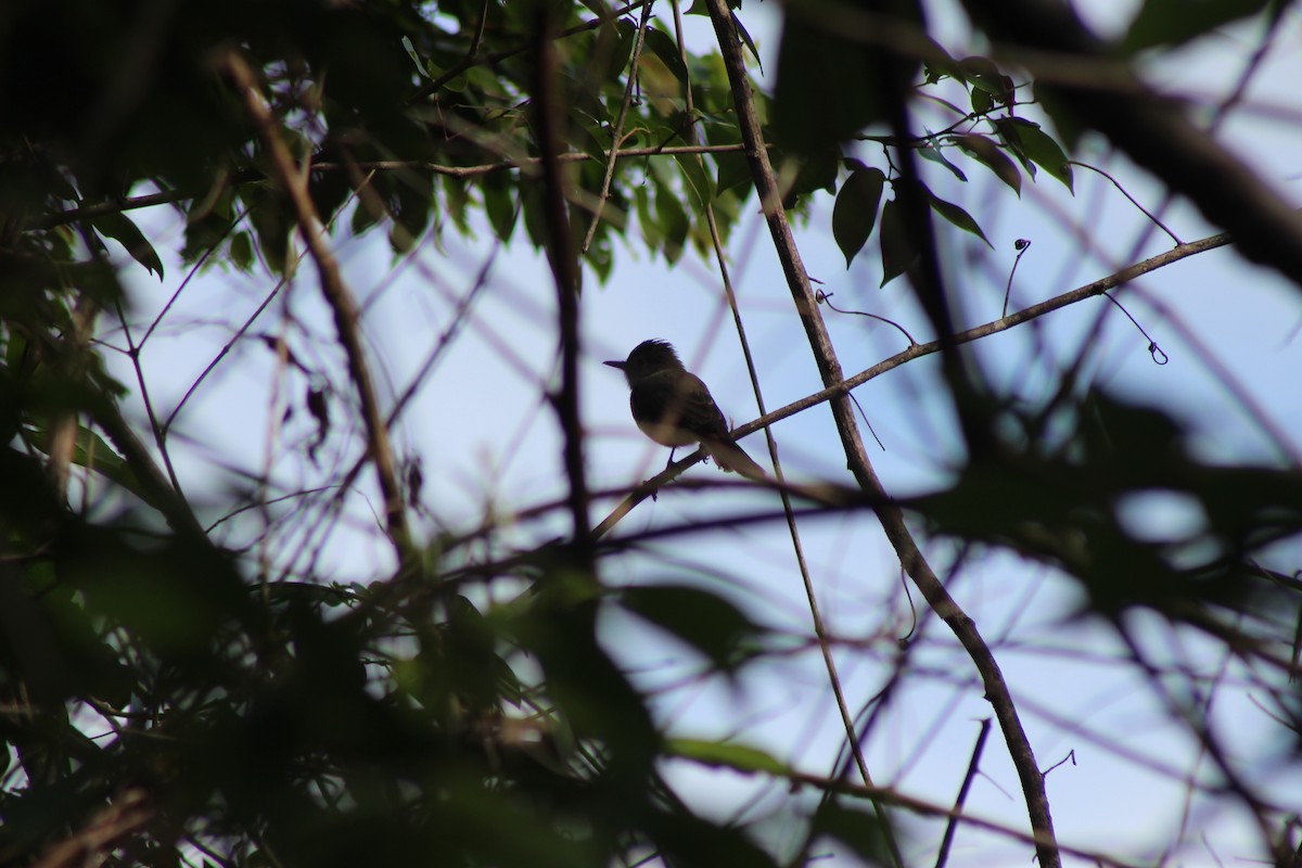 Dusky-capped Flycatcher - Hermes Vega