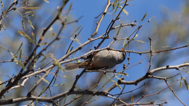 ミヤマシトド - ML648305453