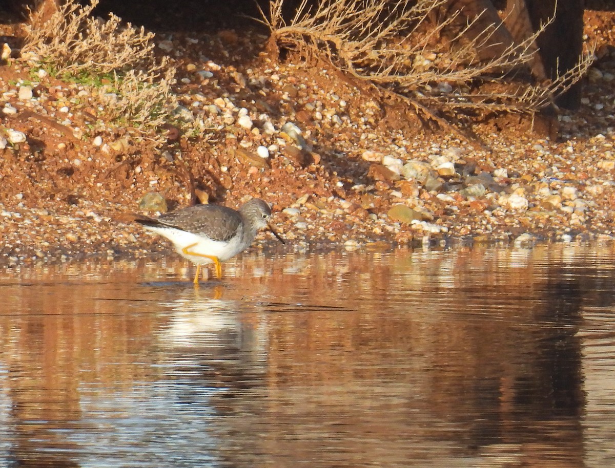ביצנית צהובת-רגל - ML648306086