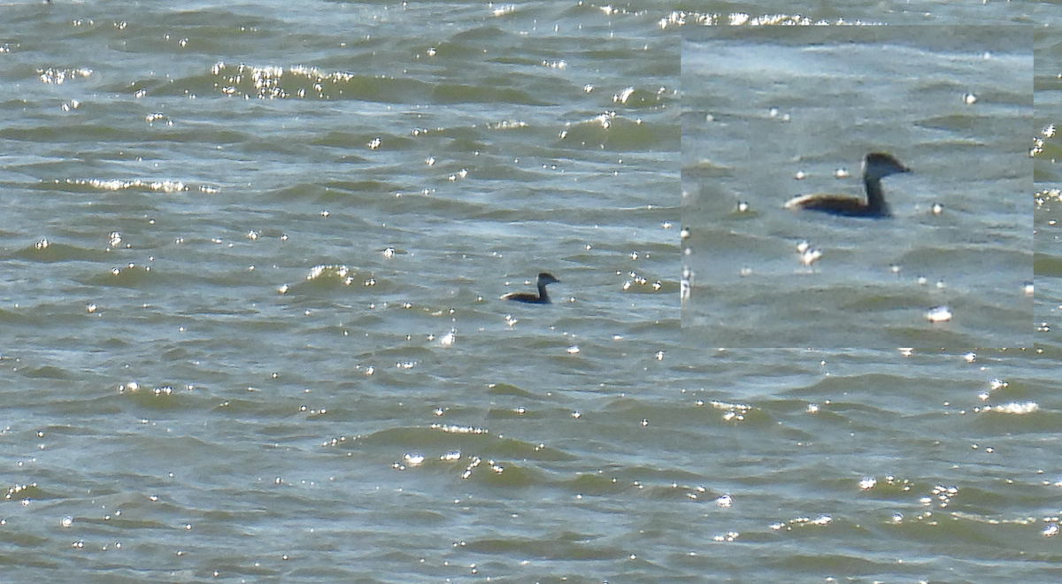 טבלן לבן-לחיים - ML648306102