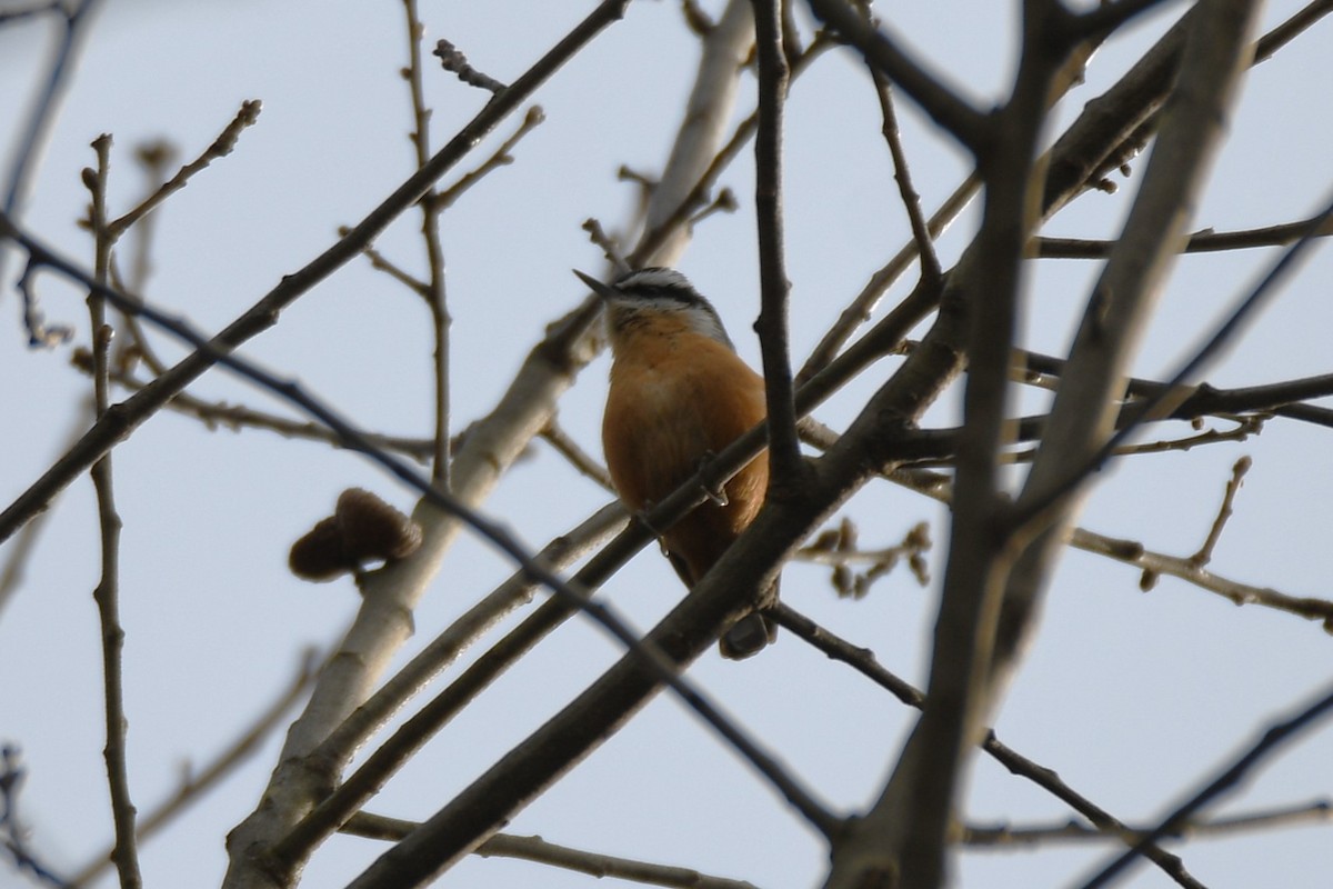 סיטה קנדית - ML648306150