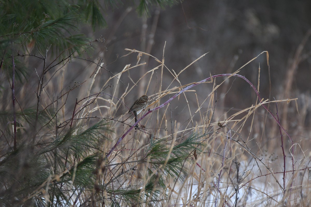 Field Sparrow - ML648306224