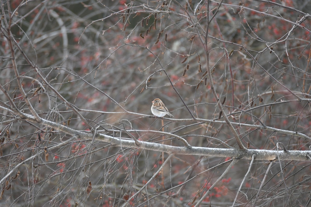 Field Sparrow - ML648306225